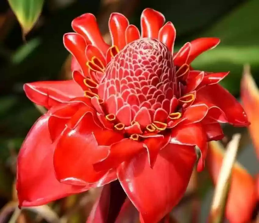 Torch Ginger Flower seeds for Planting Fragrant Blossoms Heirloom & GMO Free Seeds for Home Garden
Sale seeds for home garden planting