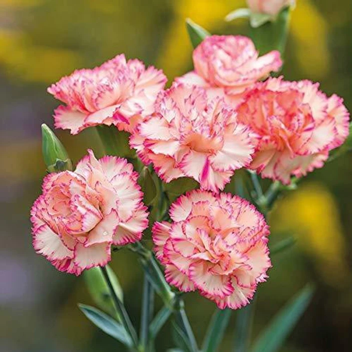 Carnation Flower seeds for Planting Seasonal Bloomer Heirloom & GMO Free Seeds for Home Garden