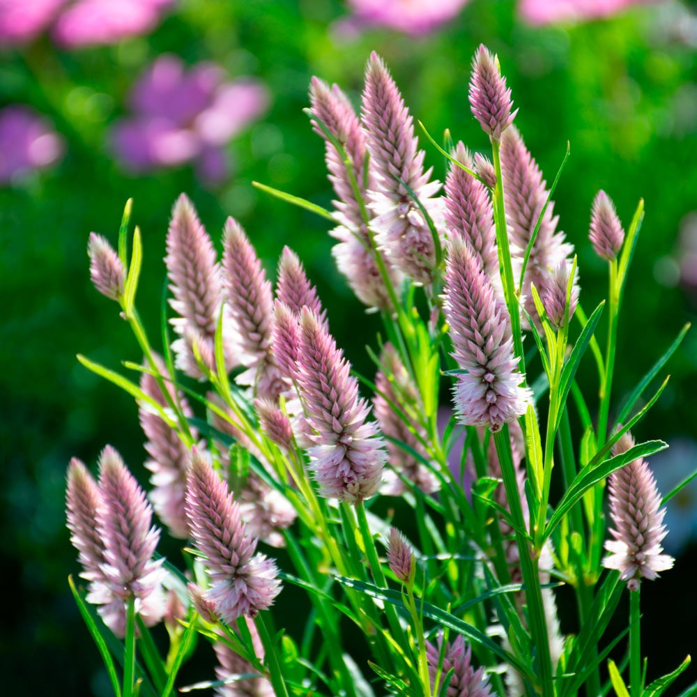 Celosia Argentea 'Flamingo Feather' Flower Seeds