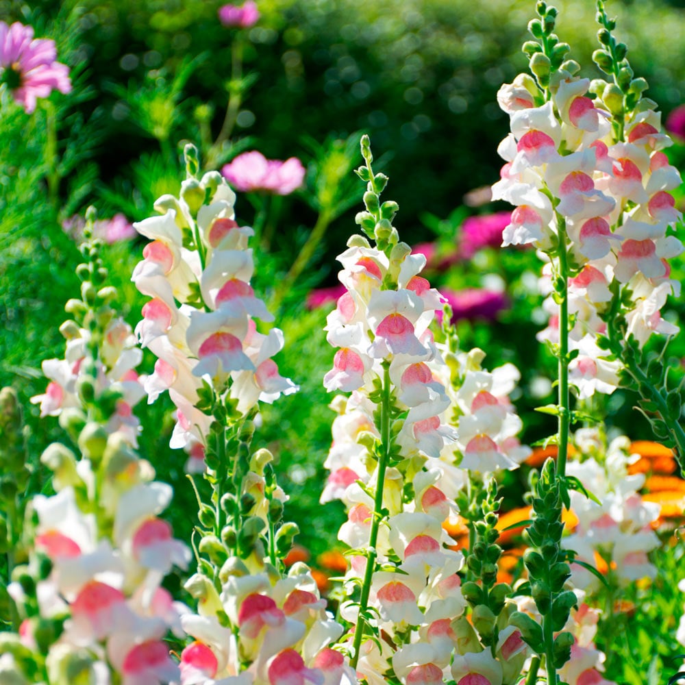 planting antirrhinum seeds Snapdragon Antirrhinum Majus Flower Seeds for Planting – Heirloom, Non – Pure Asia Seeds