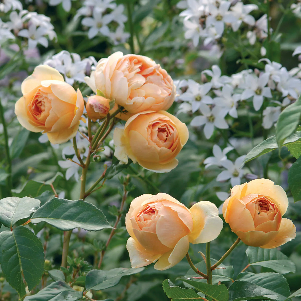 Cream Rose Flower seeds for Planting - Premium Quality, Heirloom & GMO Free Seeds for Home Garden
Sale for planting in home garden