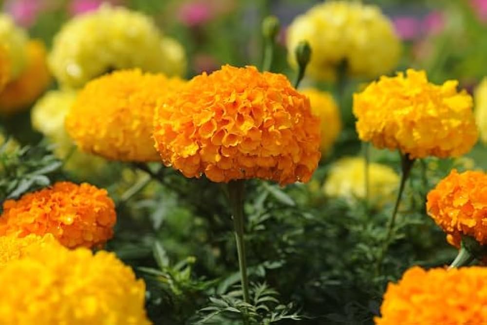 Non GMO Marigold Seeds for Bright and Bold Blooms