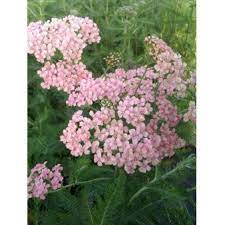 yarrow flower seeds baby pink