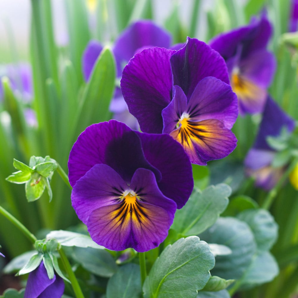 Purple Viola Flower seeds for Planting - Seasonal Bloomer, Heirloom & GMO Free Seeds for Home Garden
Sale for planting in home garden
