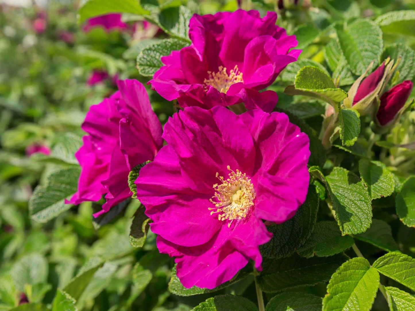 Pink Rugosa Rose Flower Seeds