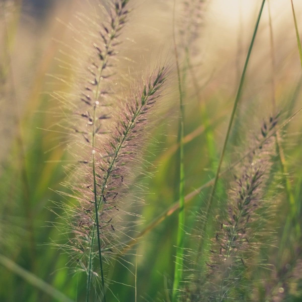 Sweet Vernal Grass Herb Seeds