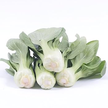 Graines de Bok Choy / Pak Choi VCABO