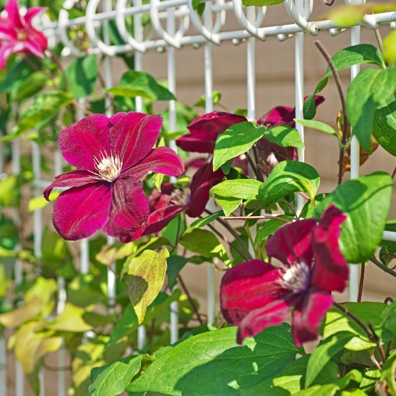 Clematis Rote Blume Pflanzensamen Verschönern Sie Ihren Garten