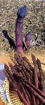 "Purple Passion Asparagus seeds