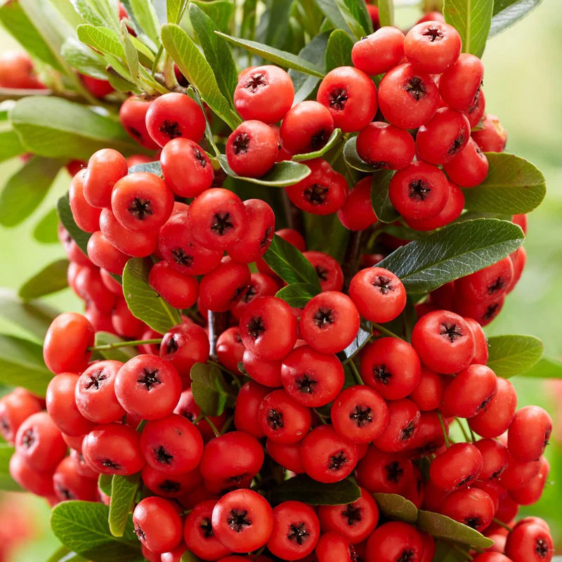 Scharlachroter Feuerdorn Pyracantha Coccinea Samen