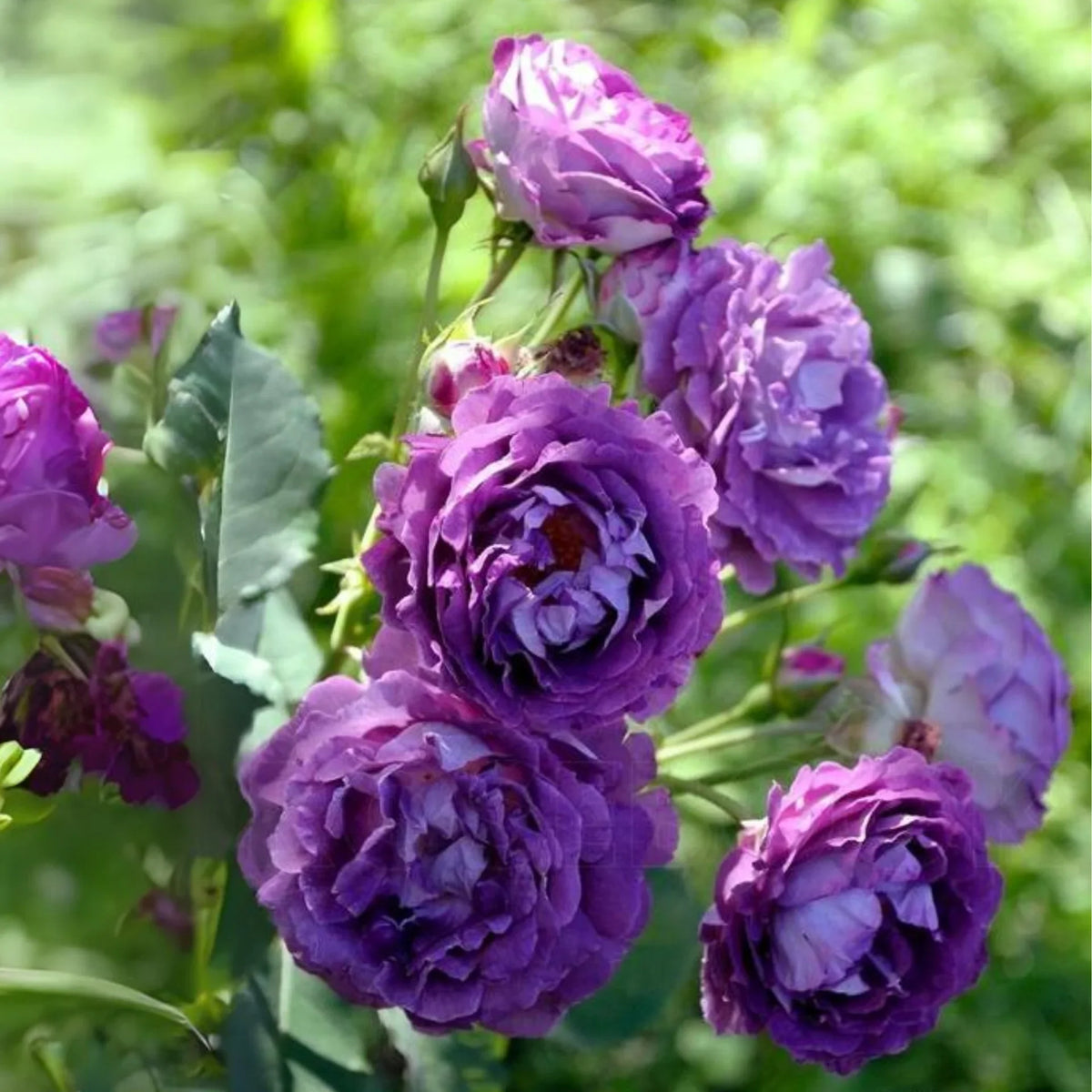 Purple Rose Flower seeds for Planting Long Bloom Season Heirloom & GMO Free Seeds for Home Garden
Sale seeds for home garden planting