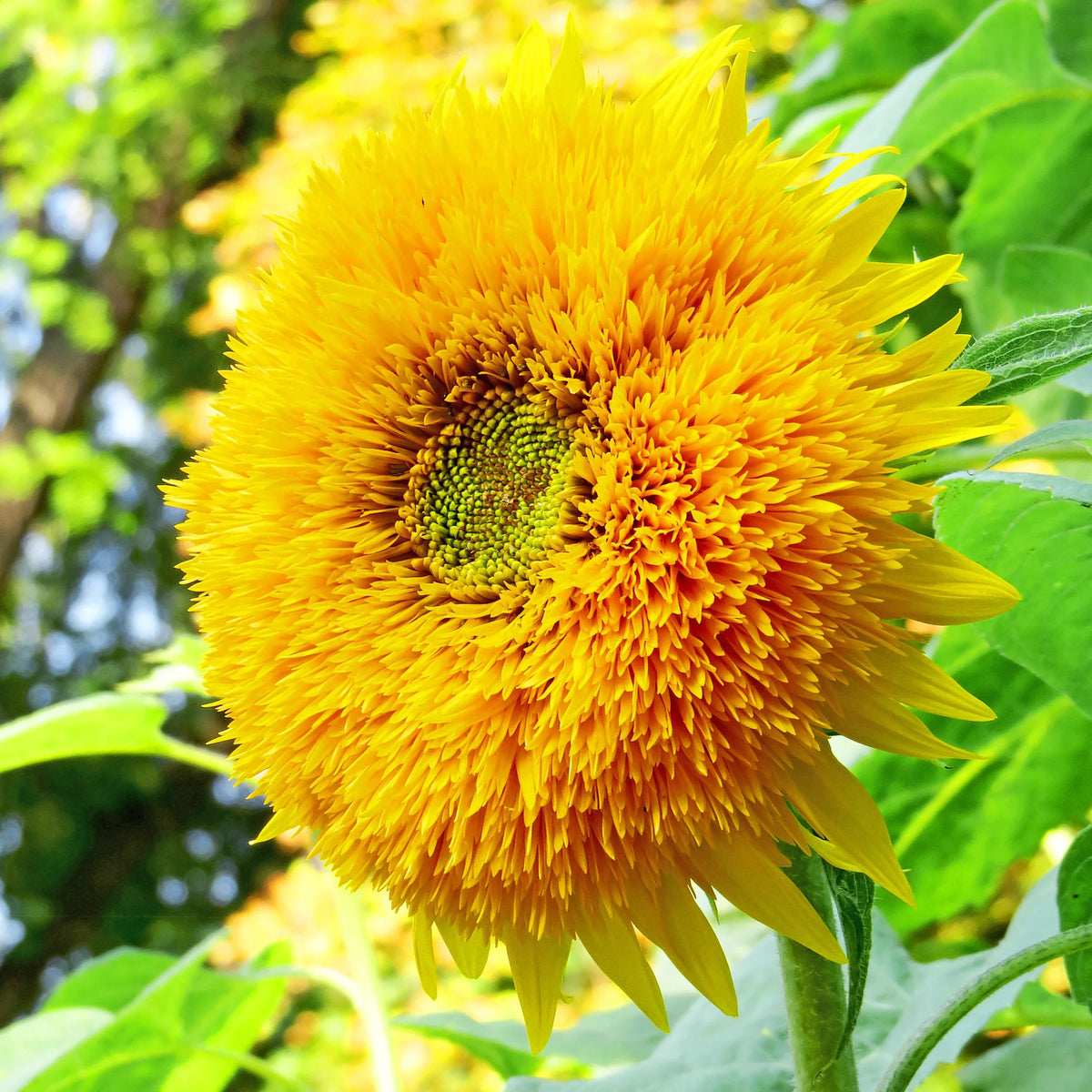 Yellow Honey Bear Flower seeds for Planting Easy to Grow Heirloom & GMO Free Seeds for Home Garden
Sale seeds for home garden planting