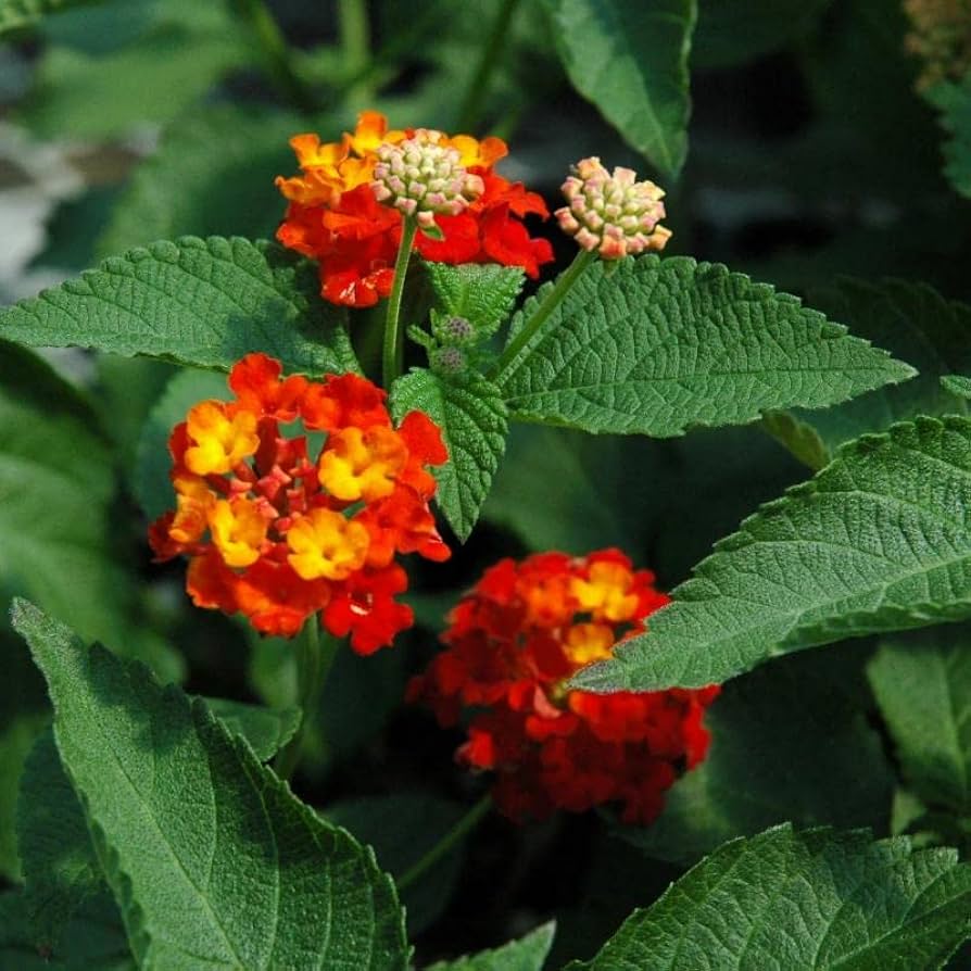Orange Red Lantana Flower seeds for Planting - Pollinator Friendly, Heirloom & GMO Free Seeds for Home Garden
Sale seeds for planting in home garden