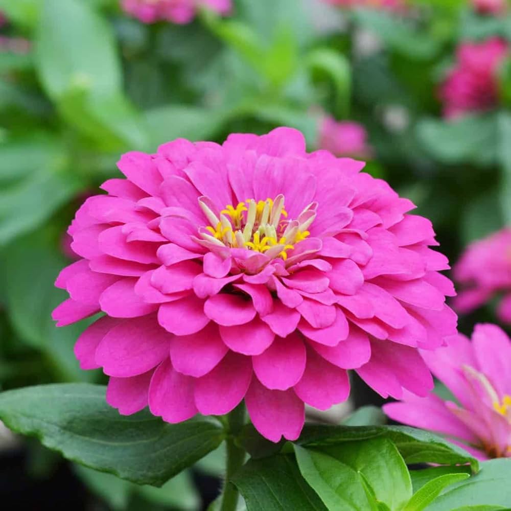 Pink Zinnia Flower seeds for Planting Pollinator Friendly Heirloom & GMO Free Seeds for Home Garden
Sale seeds for home garden planting