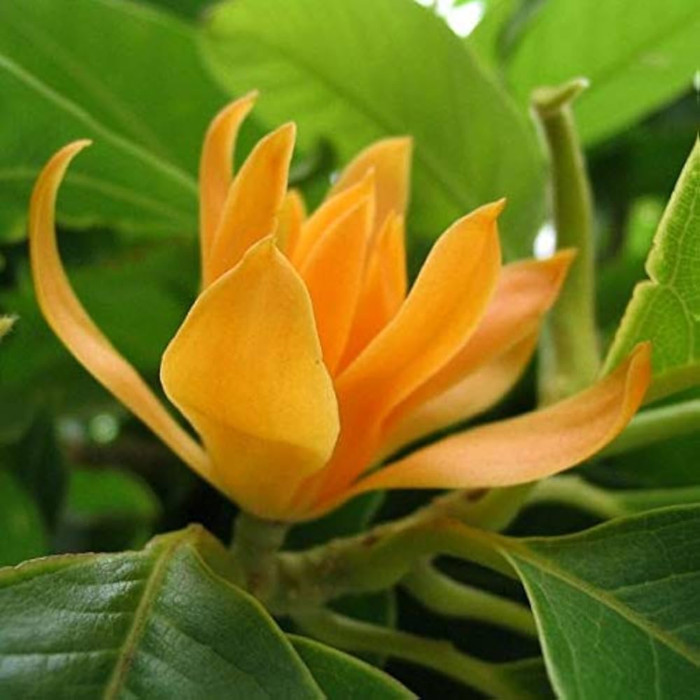 Michelia Flower seeds for Planting - Garden Favorite, Heirloom & GMO Free Seeds for Home Garden
Sale seeds for planting in home garden