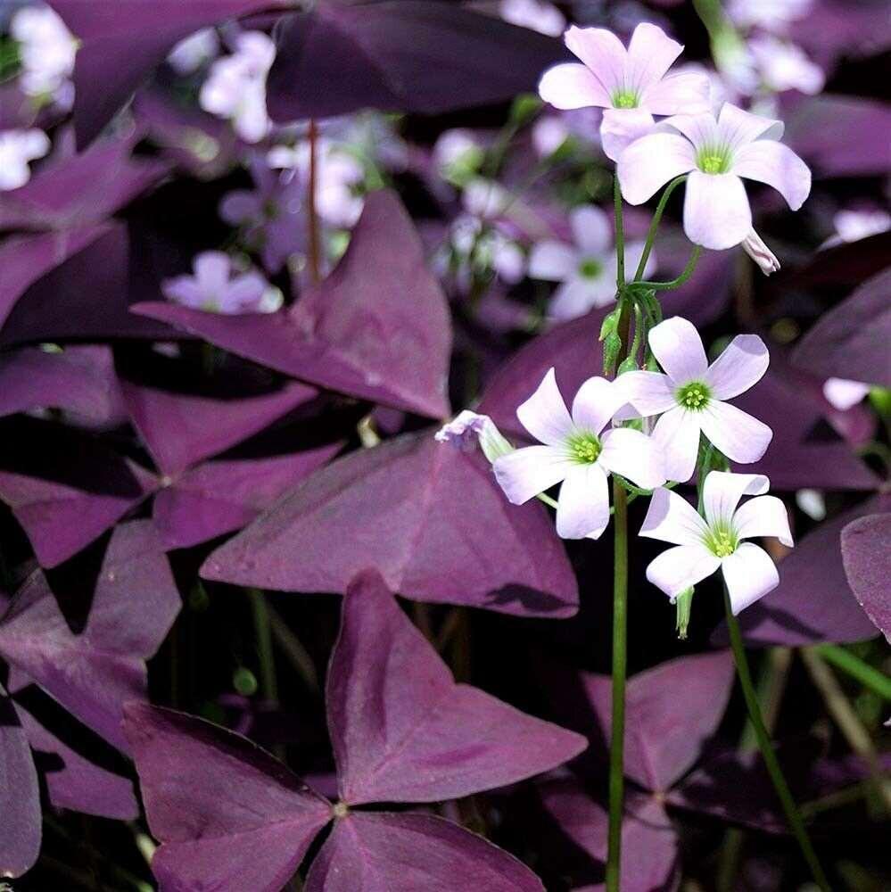 Oxalis Shamrock Flower seeds for Planting Wildflower Mix Heirloom & GMO Free Seeds for Home Garden
Sale for planting in home garden