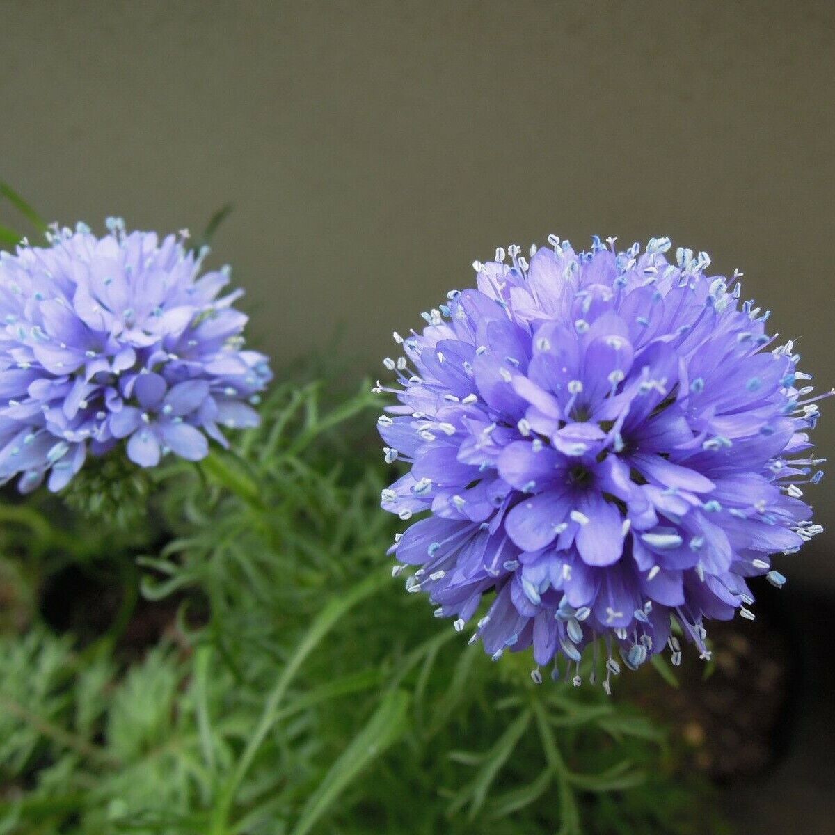 Gilia Capitata Flower seeds for Planting Wildflower Mix Heirloom & GMO Free Seeds for Home Garden
Sale seeds for home garden planting