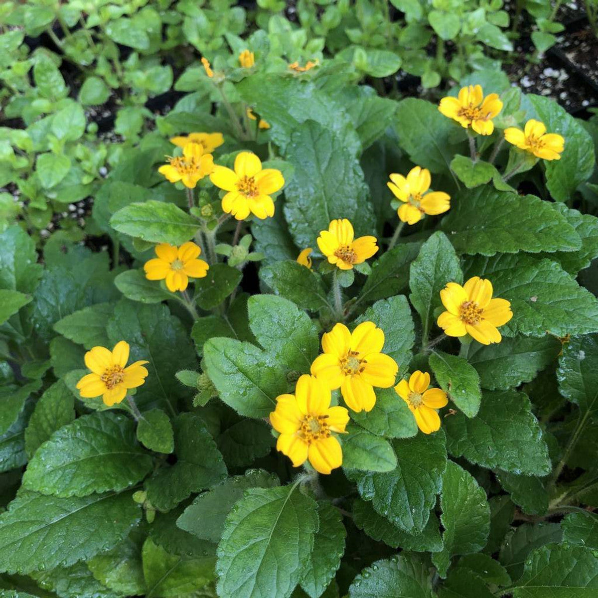 Chrysogonum Flower seeds for Planting Long Bloom Season Heirloom & GMO Free Seeds for Home Garden
Sale seeds for home garden planting