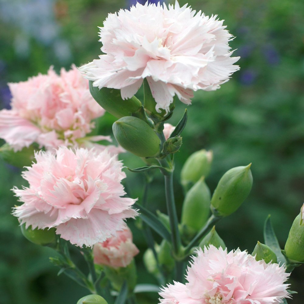 Light Pink Caryophyllus Flower seeds for Planting Bright Blooms Heirloom & GMO Free Seeds for Home Garden
Sale seeds for home garden planting
