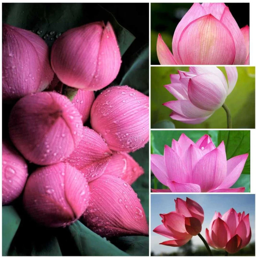 Tulip Light Pink Flower seeds for Planting - Garden Favorite, Heirloom & GMO Free Seeds for Home Garden
Sale seeds for planting in home garden