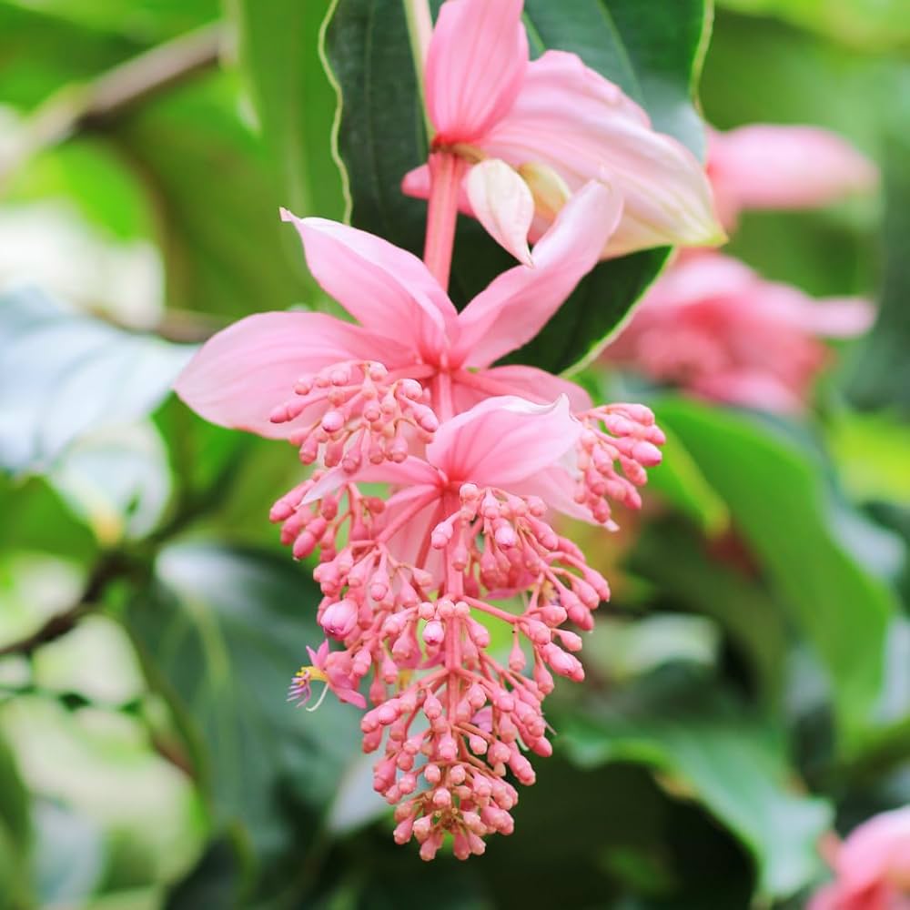 Light Pink Medinilla Cummingi Flower seeds for Planting Perfect for Borders Heirloom & GMO Free Seeds for Home Garden
Sale seeds for home garden planting