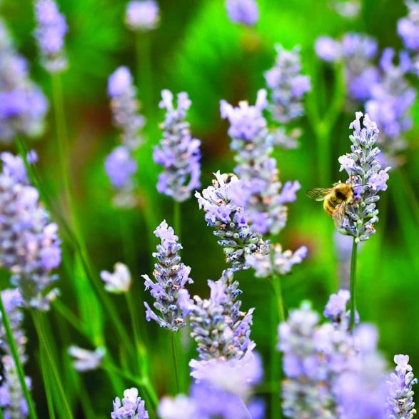 Provence Lavender Flower seeds for Planting Hardy Variety Heirloom & GMO Free Seeds for Home Garden
Sale seeds for home garden planting