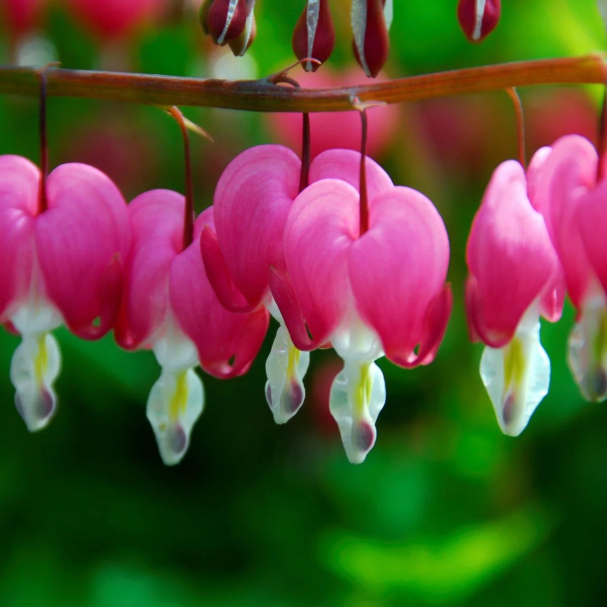 Asian Pink Bleeding Heart or Dicentra spectabilis Flower seeds for Planting - Fragrant Blossoms, Heirloom & GMO Free Seeds for Home Garden
Sale for planting in home garden