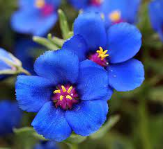 Blue Pimpernel Anagallis Flower seeds for Planting - Wildflower Mix, Heirloom & GMO Free Seeds for Home Garden
Sale for planting in home garden.