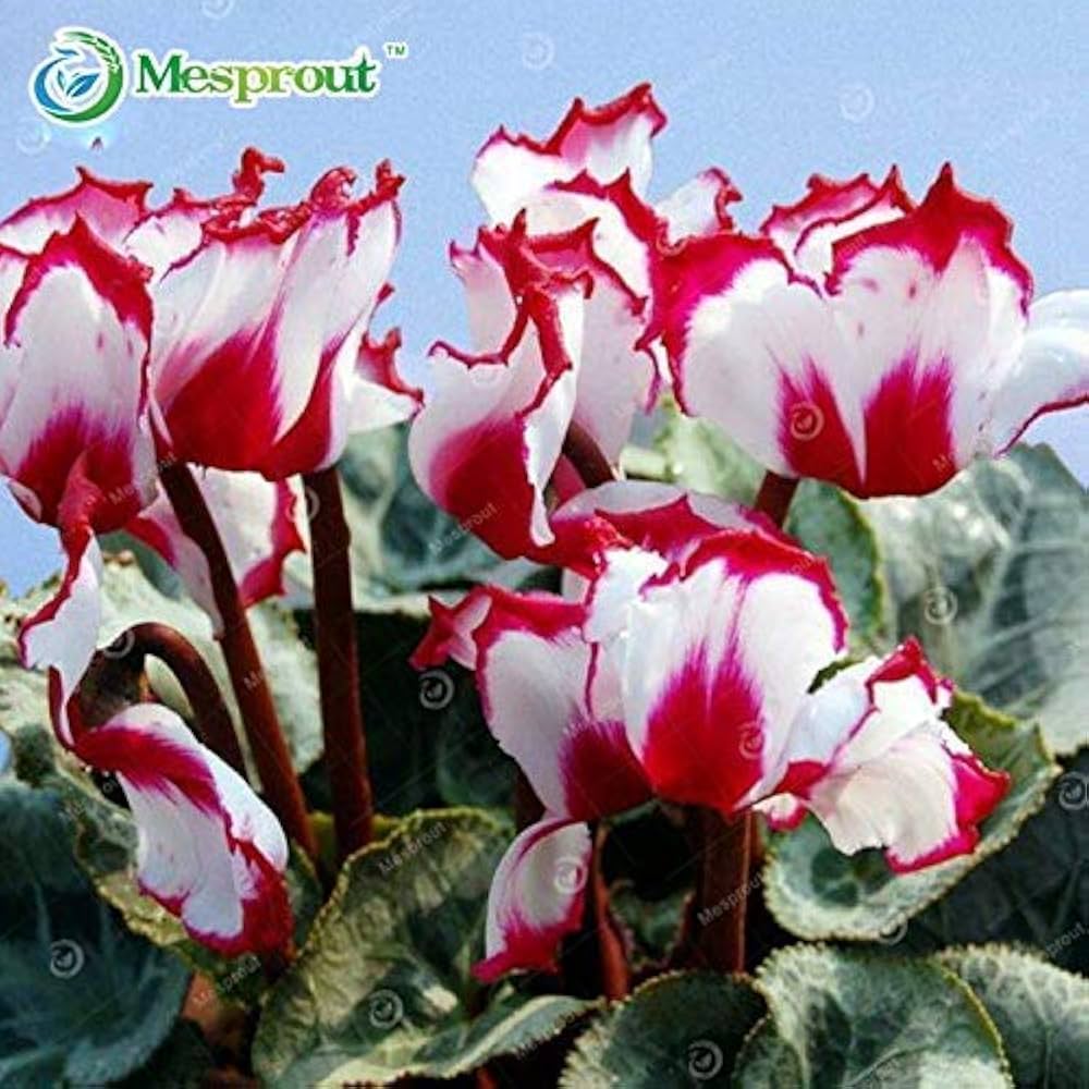 Red White Cyclamen Flower seeds for Planting - Seasonal Bloomer, Heirloom & GMO Free Seeds for Home Garden
Sale seeds for planting in home garden