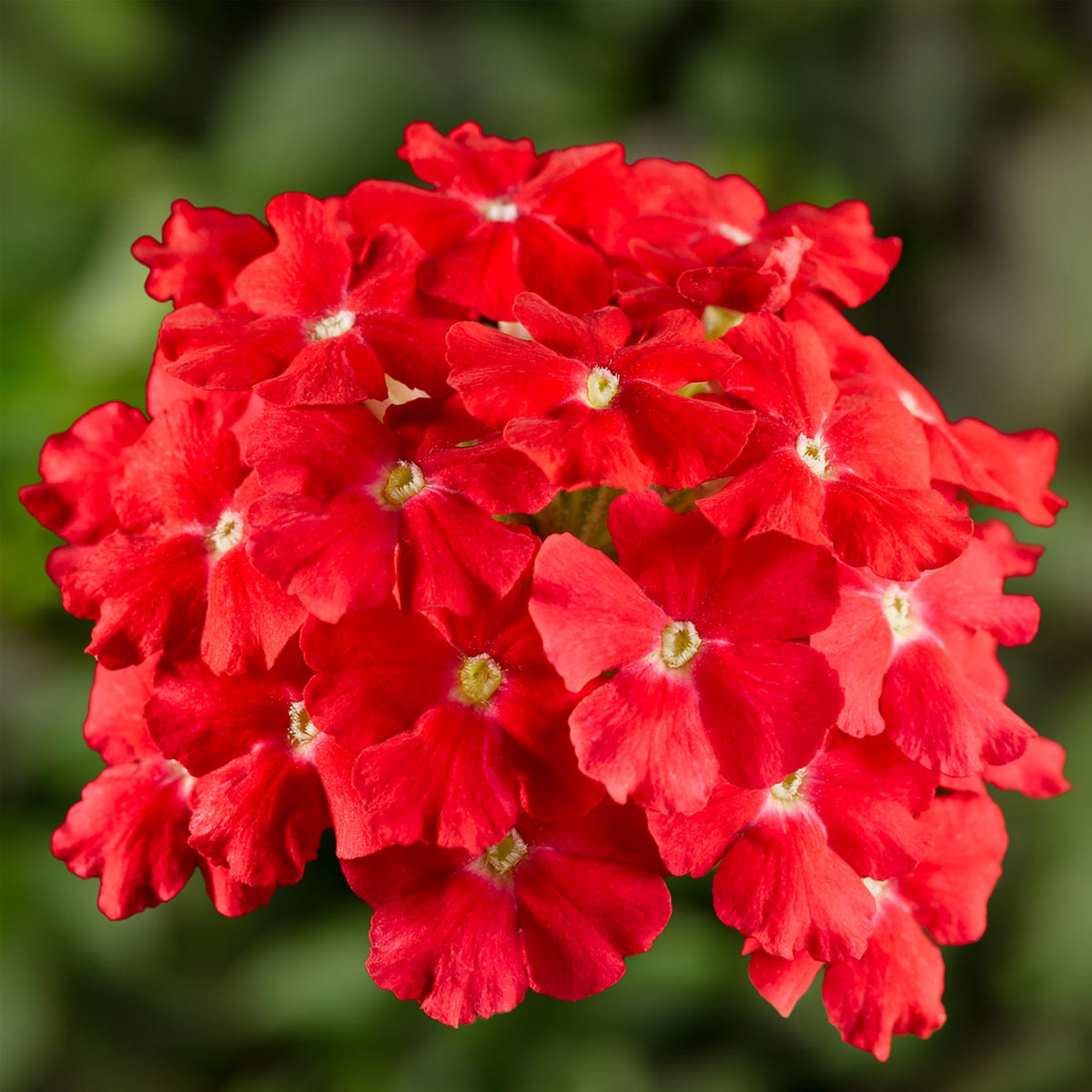 Red Verbena Scarlet Flower seeds for Planting Garden Favorite Heirloom & GMO Free Seeds for Home Garden
Sale seeds for home garden planting