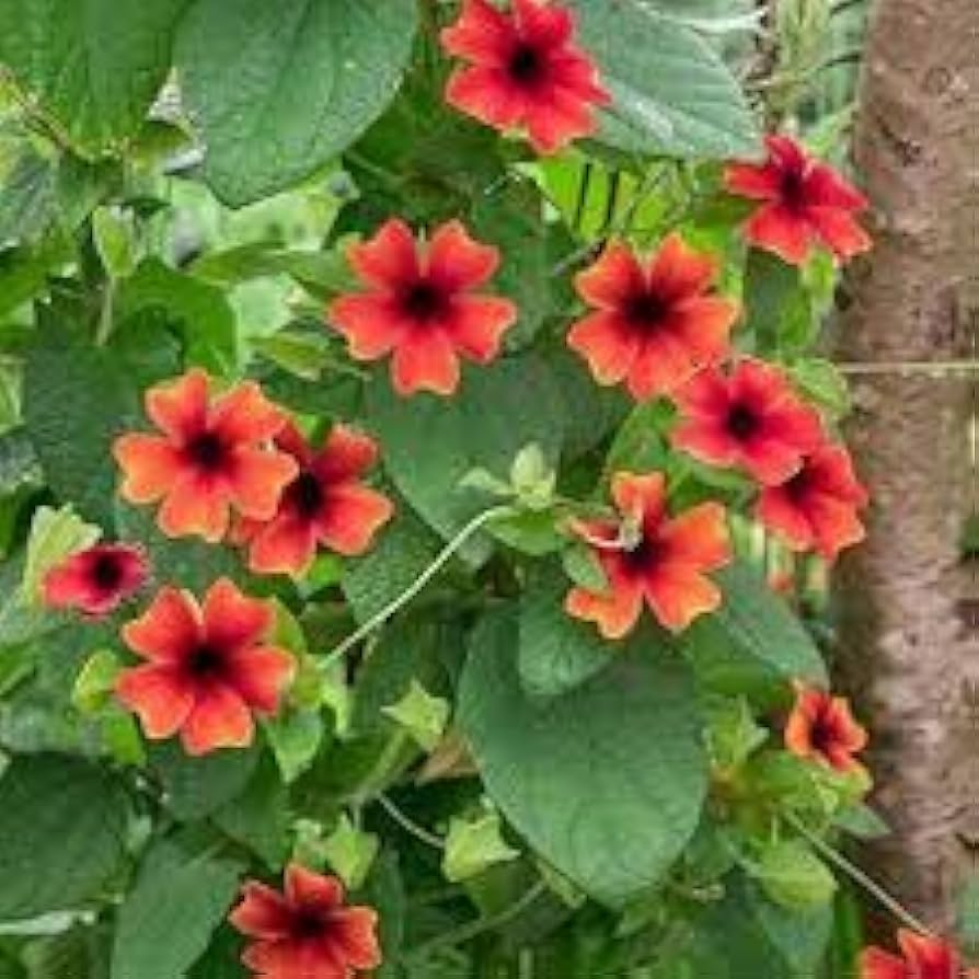 Alata Flower seeds for Planting - Drought Tolerant, Heirloom & GMO Free Seeds for Home Garden
Sale seeds for planting in home garden