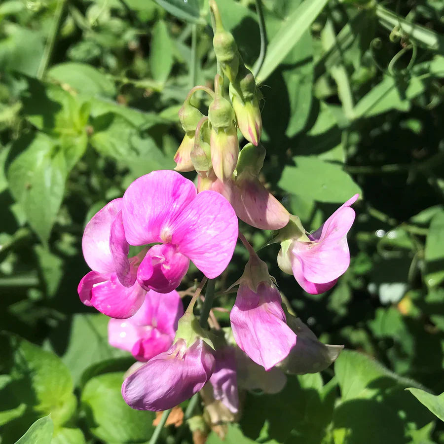 Pink Lathyrus Flower seeds for Planting Seasonal Bloomer Heirloom & GMO Free Seeds for Home Garden
Sale seeds for home garden planting
