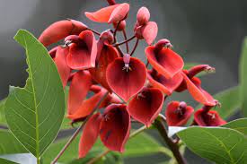 Erythrina Flower seeds for Planting - Seasonal Bloomer, Heirloom & GMO Free Seeds for Home Garden
Sale seeds for planting in home garden