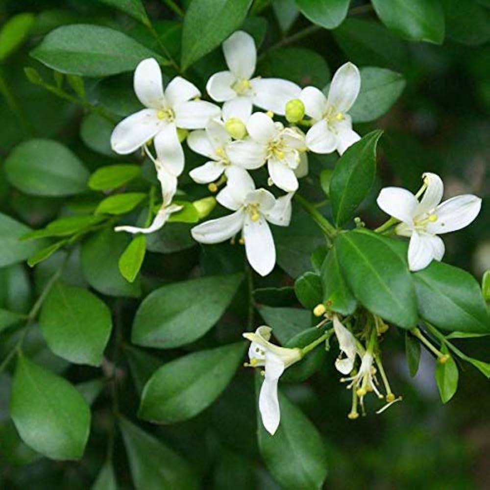 Murraya Paniculata Flower seeds for Planting Long Bloom Season Heirloom & GMO Free Seeds for Home Garden
Sale for planting in home garden