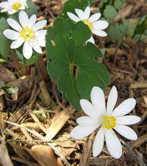 White Sanguinaria Flower seeds for Planting - Drought Tolerant, Heirloom & GMO Free Seeds for Home Garden
Sale seeds for planting in home garden
