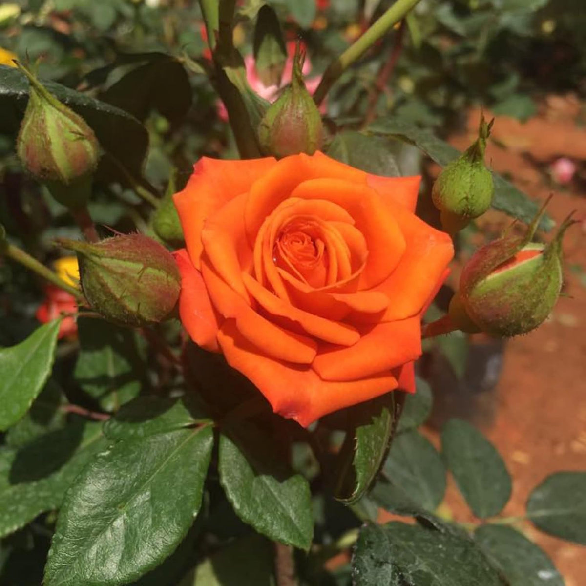 Orange Miniature Rose Flower seeds for Planting Sun Loving Heirloom & GMO Free Seeds for Home Garden
Sale seeds for home garden planting