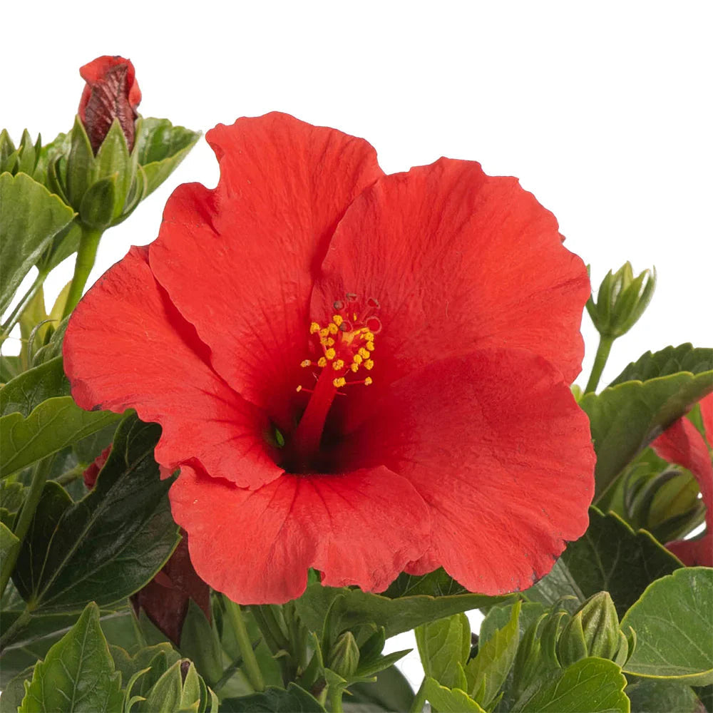 Hibiscus Flower seeds for Planting Pollinator Friendly Heirloom & GMO Free Seeds for Home Garden
Sale seeds for home garden planting