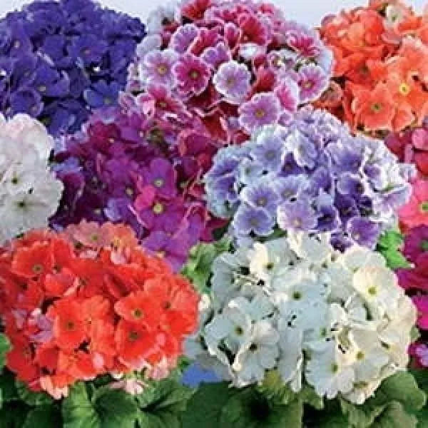 Obconica Flower seeds for Planting - Long Bloom Season, Heirloom & GMO Free Seeds for Home Garden
Sale seeds for planting in home garden