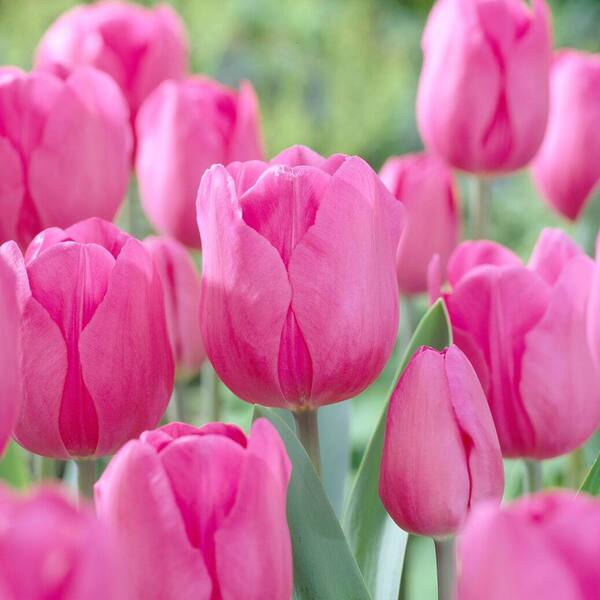 Pink Tulip Flower seeds for Planting Vibrant Colors Heirloom & GMO Free Seeds for Home Garden
Sale seeds for home garden planting