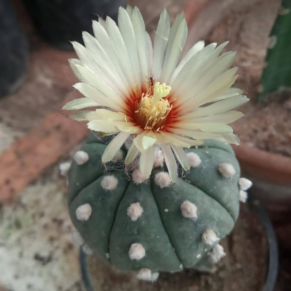 Astrophytum Flower seeds for Planting Fragrant Blossoms Heirloom & GMO Free Seeds for Home Garden
Sale seeds for home garden planting