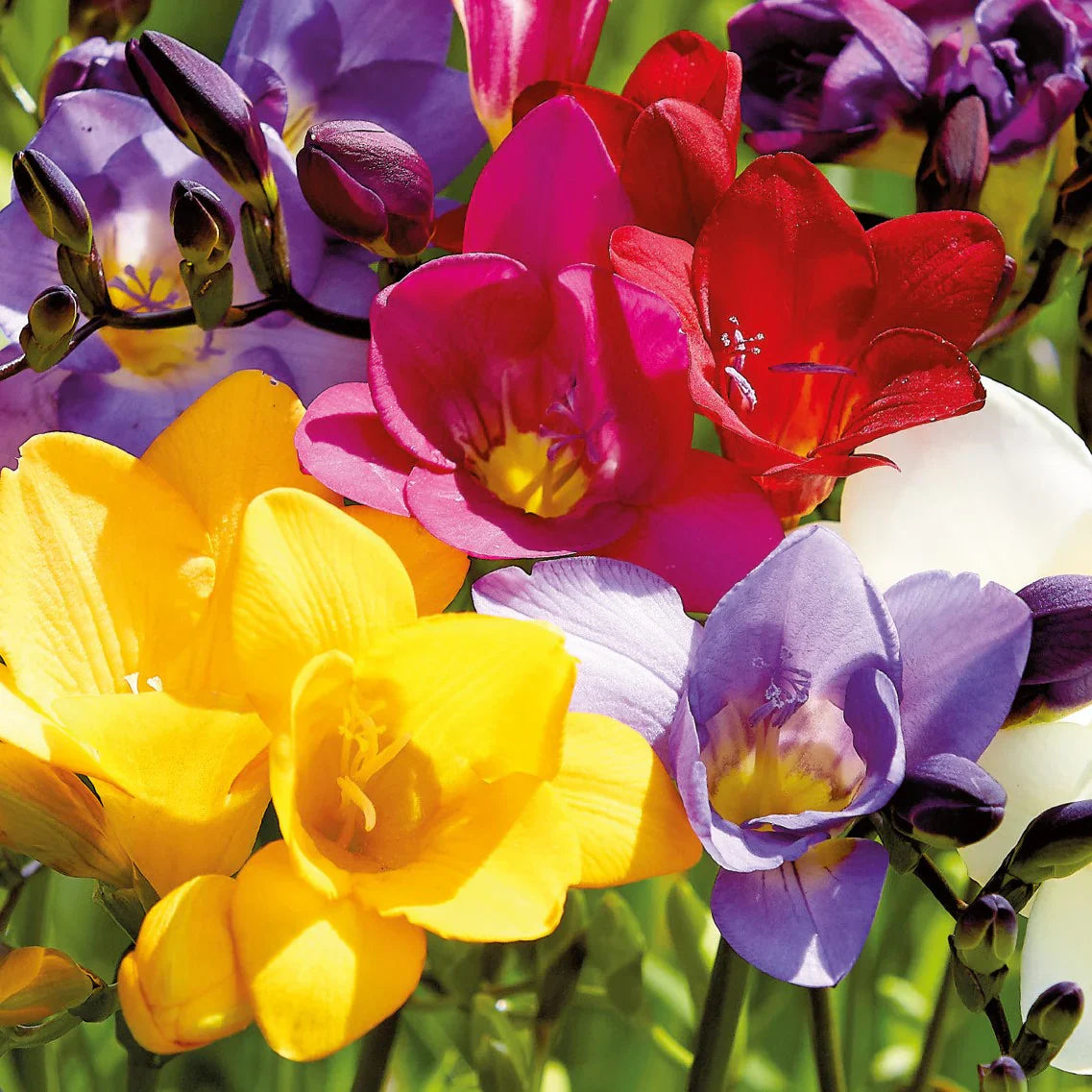 Fresia Flower seeds for Planting Sun Loving Heirloom & GMO Free Seeds for Home Garden
Sale seeds for home garden planting