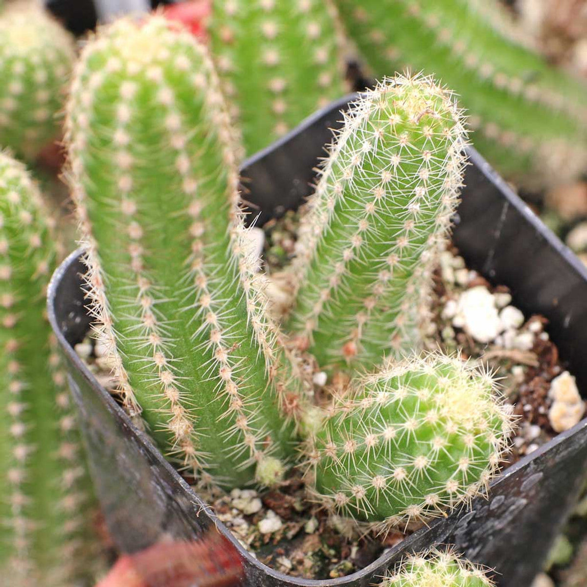 Echinopsis Chamaecereus Flower seeds for Planting Fragrant Blossoms Heirloom & GMO Free Seeds for Home Garden
Sale for planting in home garden