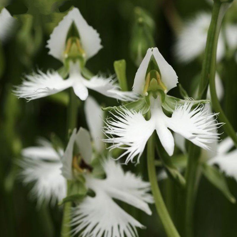 Heron Orchid Flower seeds for Planting Bright Blooms Heirloom & GMO Free Seeds for Home Garden
Sale seeds for home garden planting