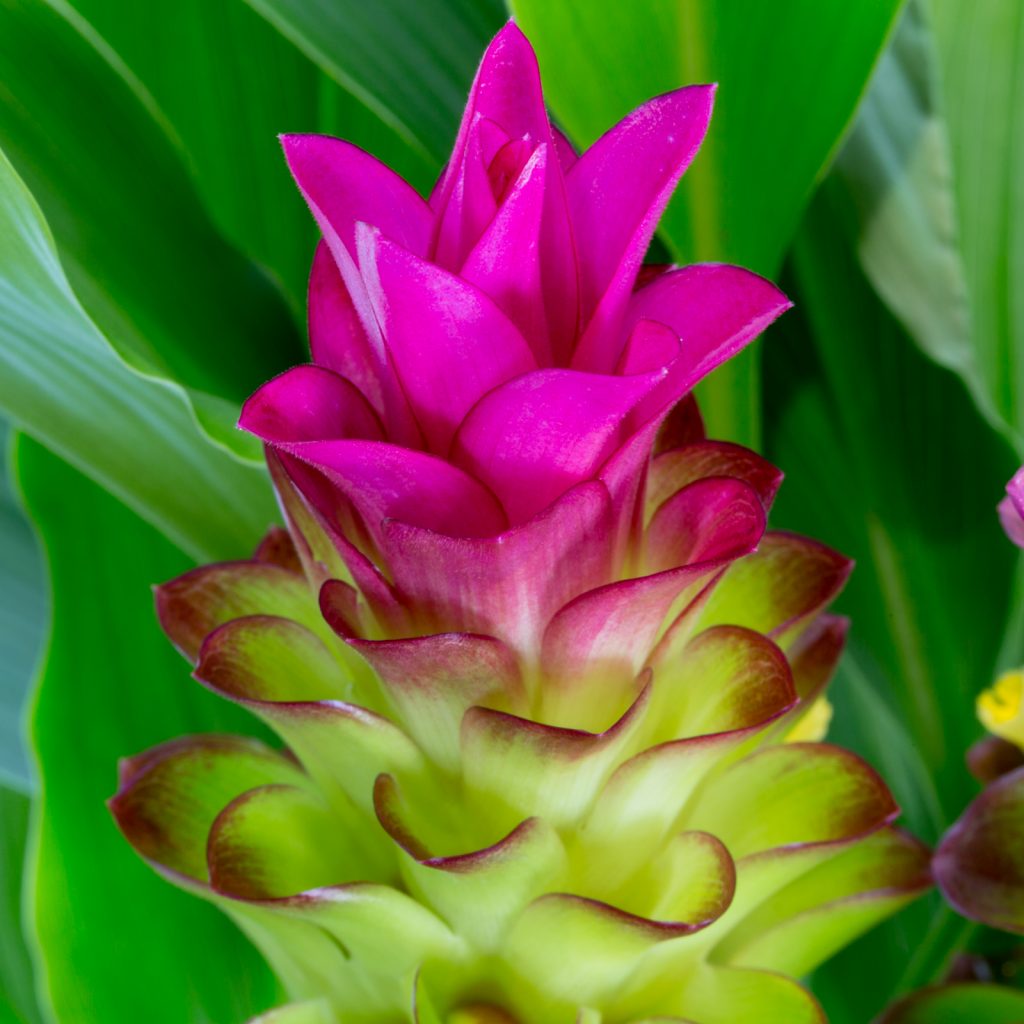 Curcumae Flower seeds for Planting Wildflower Mix Heirloom & GMO Free Seeds for Home Garden
Sale seeds for home garden planting