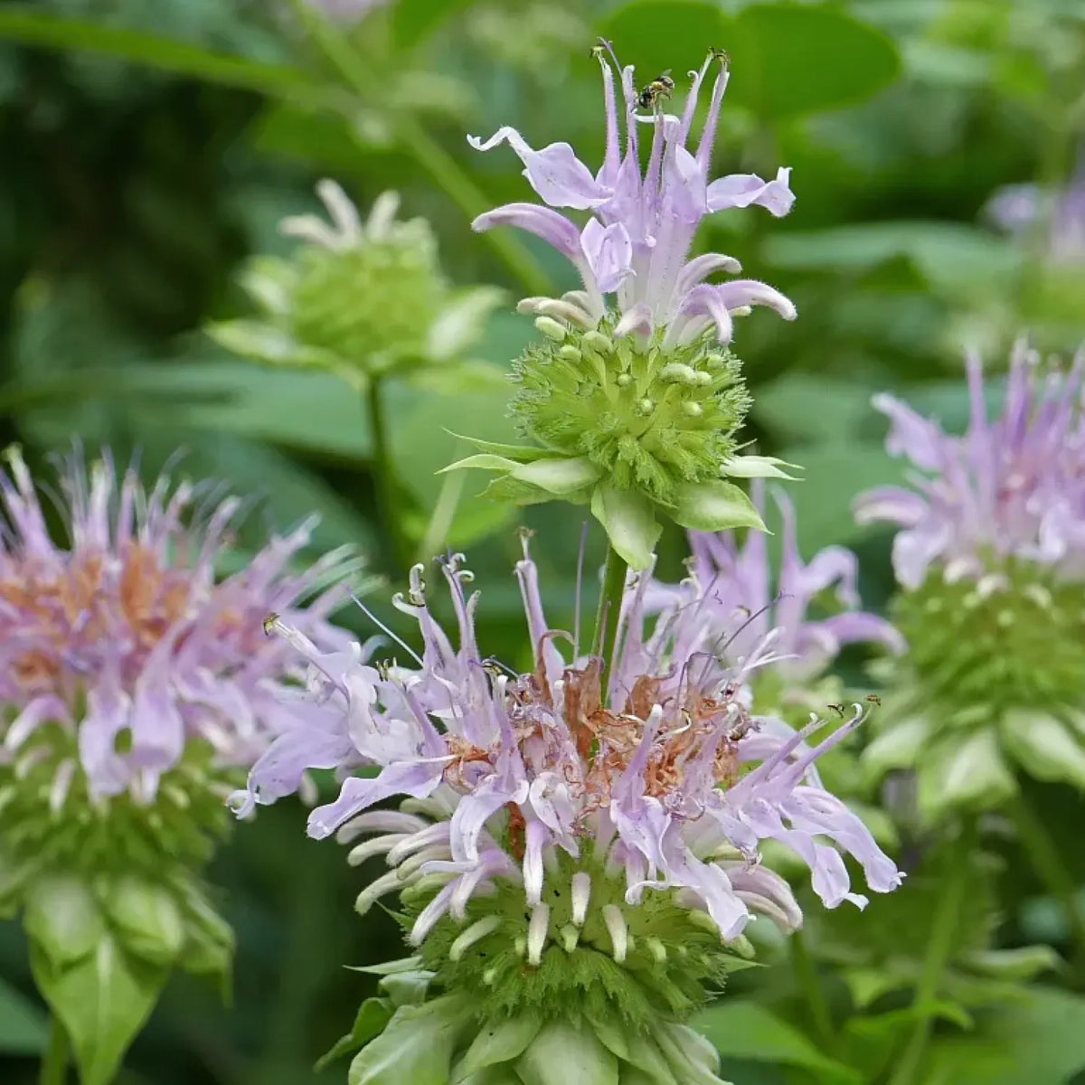 Monarda Fistulosa Flower seeds for Planting Easy to Grow Heirloom & GMO Free Seeds for Home Garden
Sale seeds for home garden planting