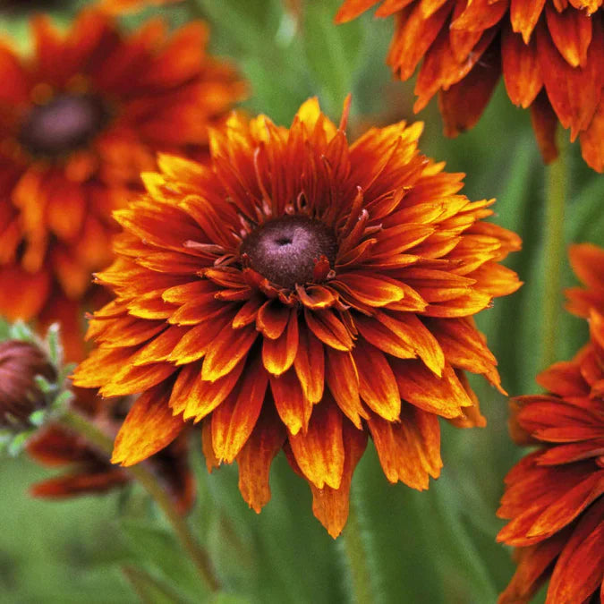 Orange Cherokee Flower seeds for Planting - Premium Quality, Heirloom & GMO Free Seeds for Home Garden
Sale seeds for planting in home garden