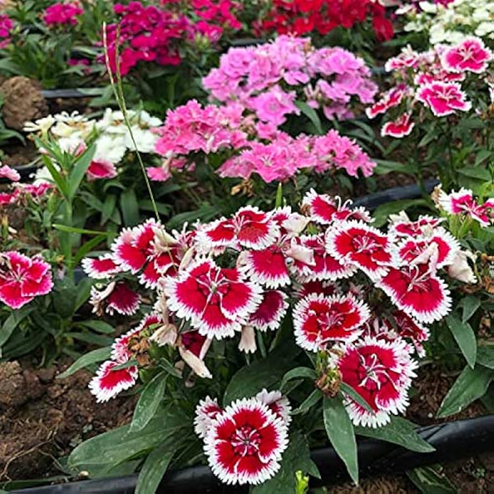 Dianthus Flower seeds for Planting Colorful Display Heirloom & GMO Free Seeds for Home Garden
Sale for planting in home garden