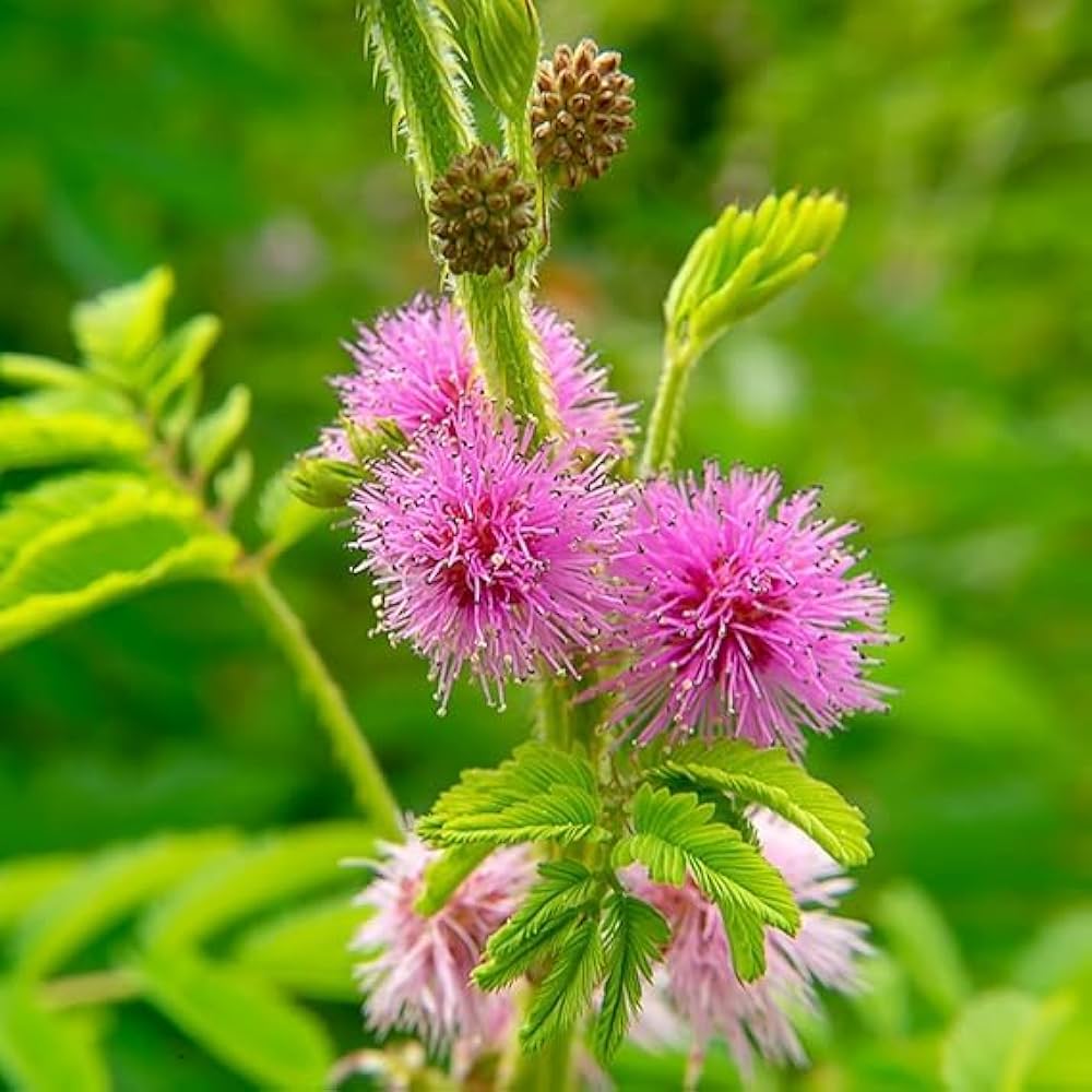 Mimosa Pudica, Touch me not, Lajalu, Sensitive Plant seeds for Planting - Cut Flower Favorite, Heirloom & GMO Free Seeds for Home Garden
Sale seeds for planting in home garden
