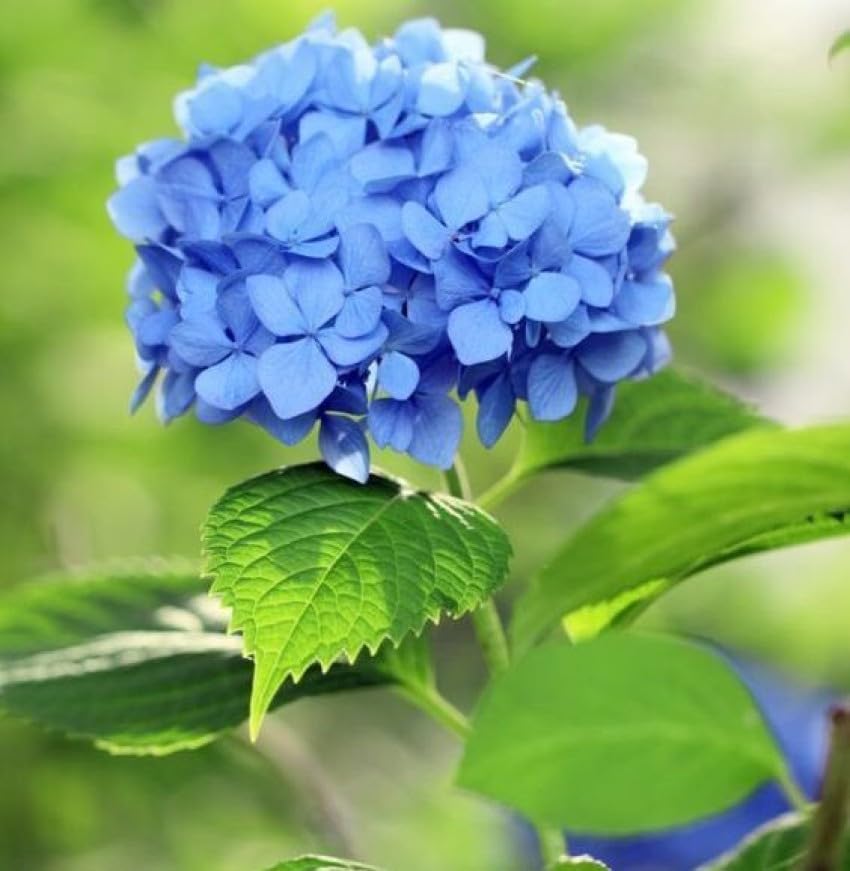Blue Hydrangea Flower seeds for Planting - Compact Growth, Heirloom & GMO Free Seeds for Home Garden
Sale for planting in home garden