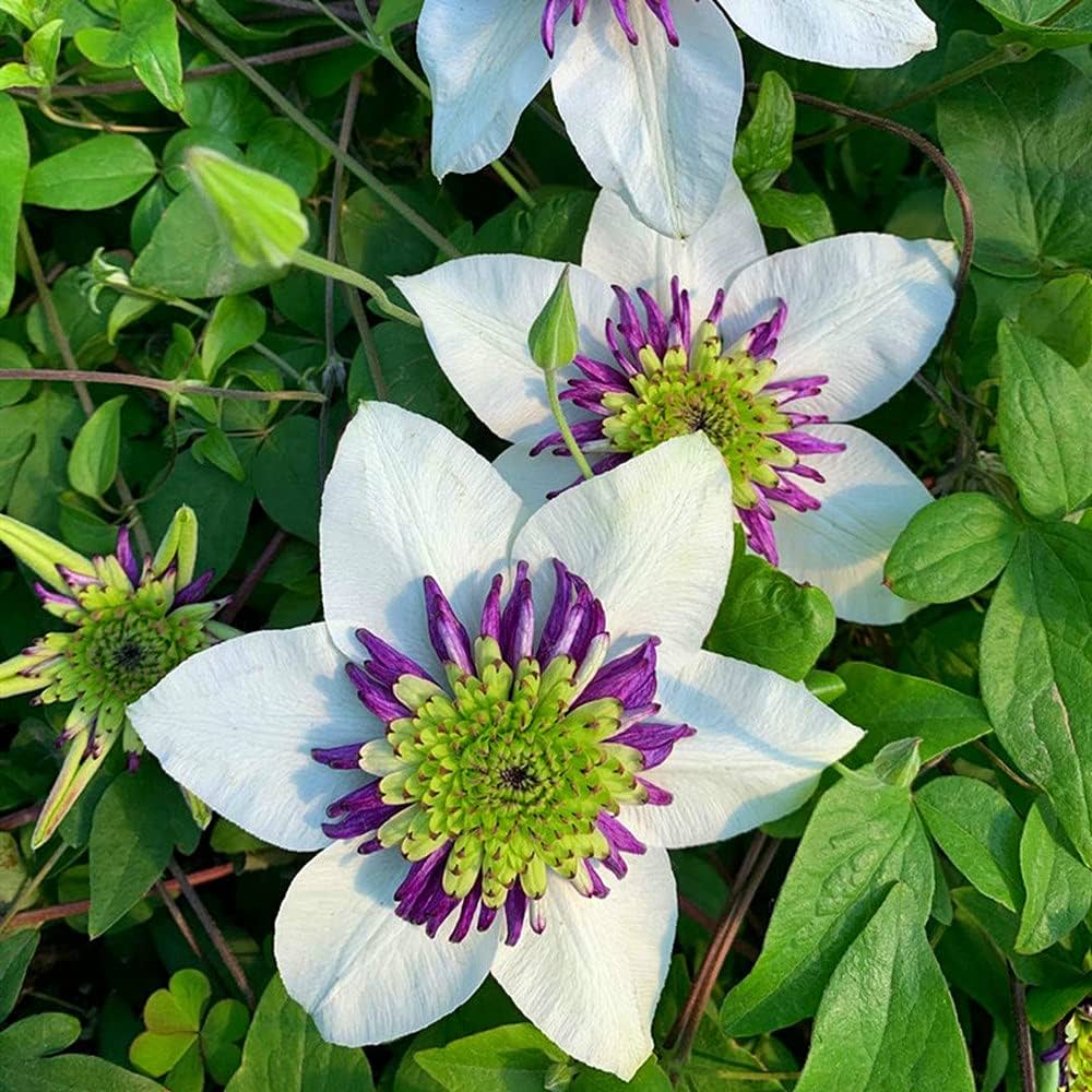 White Purple Clematis Flower seeds for Planting Premium Quality Heirloom & GMO Free Seeds for Home Garden
Sale seeds for home garden planting